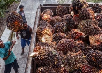 Indonesien will kein Palmöl mehr exportieren – Konsequenzen für weltweite Speiseöl-Preise