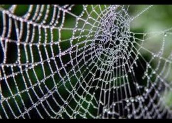 Klaus Schwab/March 8/Black Widow