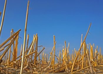 Präsident der Rockefeller Foundation warnt vor "massiver" globaler Hungerkrise