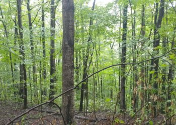 Prepare for the great reset!