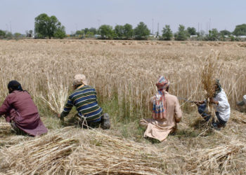 Weltbankchef warnt: Globale Lebensmittelkrise könnte bis in das nächste Jahr andauern