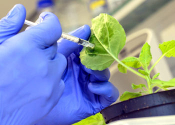 EXKLUSIV: Die Zukunft. mRNA Impfstoffe essen? Dein Covid Salat