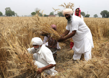 Indien verbietet Weizenexporte – Lebensmittelsicherheit gefährdet