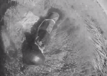 Kiews militärische PR-Niederlagen: Schlangeninsel Z oder misslungene Symbiose von Kröten und Nattern