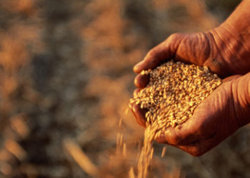 Kreml weist Verantwortung für drohende Nahrungsmittelkrise von sich