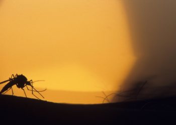 Von Bayern bis Brandenburg: Mücken können West-Nil-Virus auf Menschen übertragen