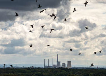 Studie zu Lockdown: Menschen litten, Vögel profitierten