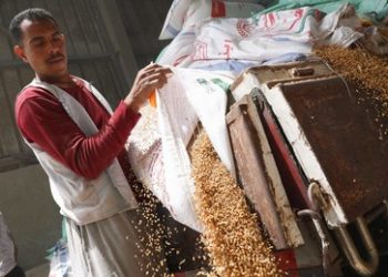 Weizenreserven der Welt laufen in zehn Wochen aus: Wie kam es dazu – und wer ist schuld?