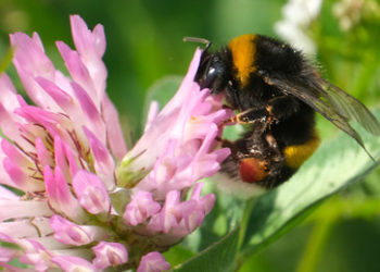 Hummeln sind Fische? – Mit einem kuriosen Gerichtsurteil will Kalifornien die Insekten schützen