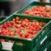 Preisanstieg bei Lebensmitteln: Kunden sparen sich Erdbeeren – Deutsche Obstbauern besorgt