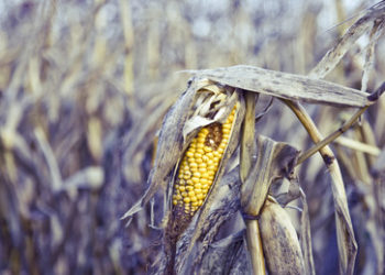 Schlechte Ernteprognose für die EU