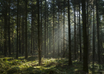 Steigende Energiekosten: Polen dürfen Holz zum Heizen sammeln