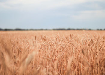 USA beschuldigen Russland an gestohlenem Getreide zu verdienen