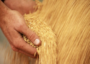 Westen will russische Lebensmittelexporte nicht sanktionieren