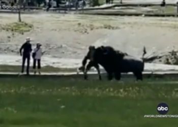 Bison bohrt diese Woche zwei Menschen im Yellowstone National Park (VIDEO)