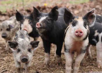 Festnahme nach 1.000-Schweine-Todeswelle erschüttert Small Iowa County