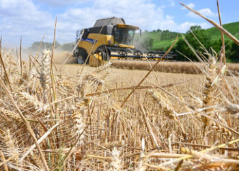 Aus Angst vor "Bauern-Protesten": Özdemir will EU-Vorgabe zu Ackerstilllegungen überdenken
