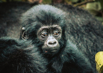 Bedrohung für letzte Berggorillas: DR Kongo versteigert Lizenzen zur Förderung von Öl und Gas