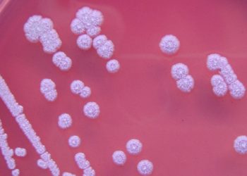 CDC warnt vor einem Bakterium, das eine seltene und schwere Krankheit verursacht, das zum ersten Mal in Umweltproben in den USA entdeckt wurde