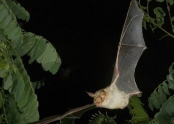 Klingeling: Fledermäuse können sich über vier Jahre an bestimmte Handytöne erinnern