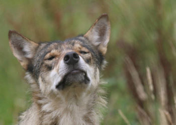 Landkreis Görlitz: Schafherde ausgebrochen, 15 tote Tiere – vor Wölfen geflüchtet?