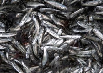 Norwegen importiert mehr Fischfutter aus Russland trotz Wirtschaftssanktionen