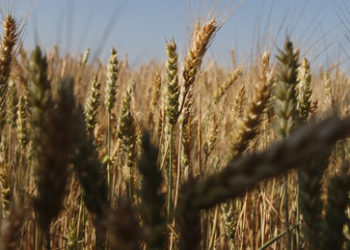 Russland: Getreideexporte nur an "befreundete" Länder und Bezahlung in Rubel