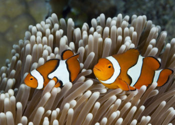 Studie: Clownfische passen sich der Größe ihrer Seeanemonen an