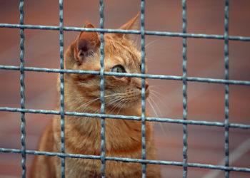 Tierschutzbund: Höhere Gaspreise fatal für den Tierschutz