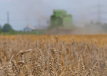 Transport des Getreides über die Krim: Wie die Bauern von Cherson mit Russland handeln