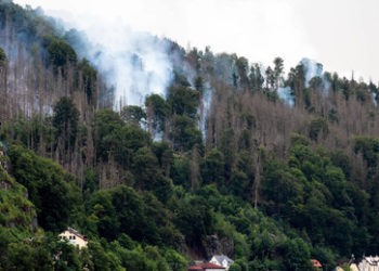 Alles nur Satire? Grünen-Politiker will Sachsen "einfach kontrolliert abbrennen lassen"