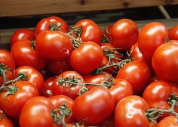 Blasen bis zur Größe einer Tomate – Hochansteckendes Virus grassiert unter Kindern in Indien