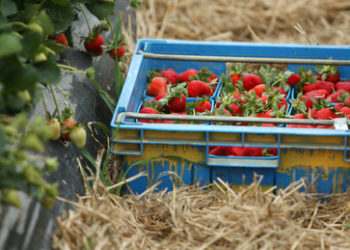 Finnland:  Immense Verluste bei der Erdbeerernte