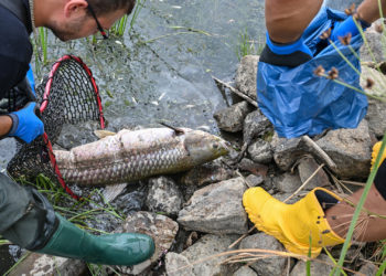 Fischsterben in der Oder möglicherweise kriminelle Sabotage – Polen lobt Kopfgeld aus