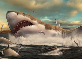 Forscher: Prähistorischer Megalodon-Hai konnte einen Wal mit ein paar Bissen verschlingen