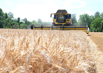 Getreidekrise: Özdemir will Landwirten nun doch mehr Weizenanbau ermöglichen