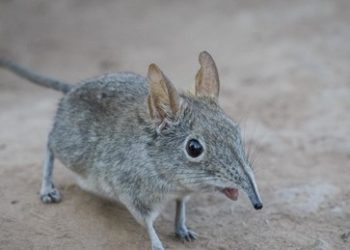 Henipavirus: Neues zoonotisches Virus in China identifziert