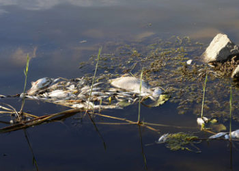 Industrieunfall? Massives Fischsterben in der Oder beunruhigt Bürger und Behörden