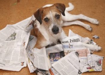 Annalena und ihr Volk: Voll auf die Presse!