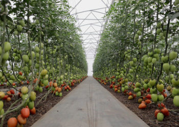 Bauern in der EU warnen erneut vor Lebensmittelknappheit
