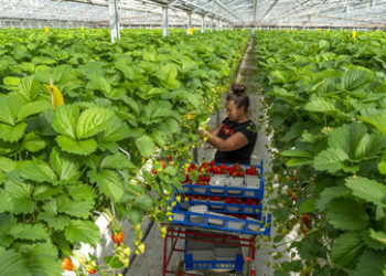 Energie, Industrie und Zusammenbruch – ein Blick in eine mögliche Zukunft, Teil 1