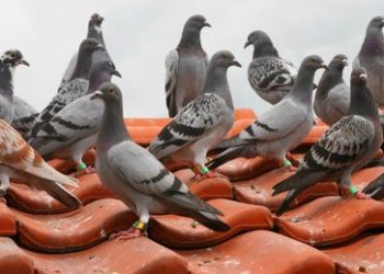 Versprechen gebrochen? Telegram gibt Nutzerdaten offenbar an deutsche Behörden weiter