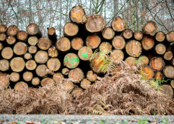 Zu wenig Laubholz – sind die Chinesen schuld oder doch die deutsche Politik?