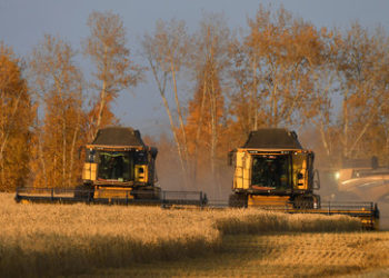 Putin: Russland kann zur globalen Lebensmittelsicherheit betragen und ärmsten Ländern helfen