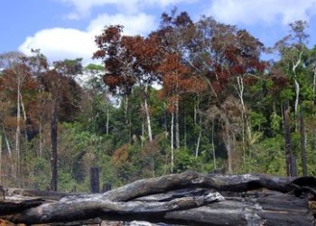 Klimagipfel in Ägypten: Kolumbien, Venezuela, Suriname und Brasilien wollen den Amazonas retten