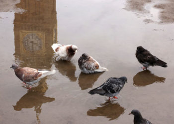 Zombie-Tauben erschrecken Großbritannien – Nächste Pandemie im Anmarsch?