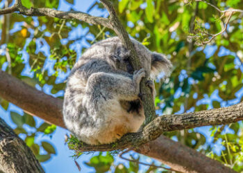 COP15: Staaten einigen sich auf historisches Naturschutzabkommen