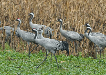 Fahrlässige Nagetierbekämpfung: Russische Behörden untersuchen Vergiftung von 800 seltenen Kranichen