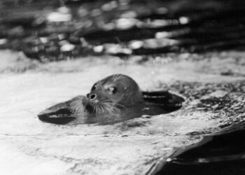 Hunderte tote Kaspische Robben im russischen Dagestan gefunden