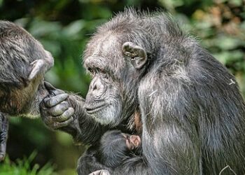 Schwedischer Tierpark lässt entlaufene Schimpansen erschießen